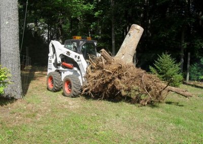 Stump & Brush Removal