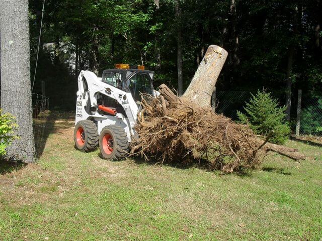 Stump & Brush Removal